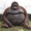 obese_gorilla56