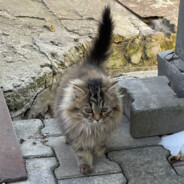 ИНВИЗИБИЛИТИ