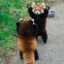 Red panda