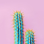 CaCtUs_BrO