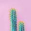 CaCtUs_BrO