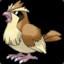 Pidgey