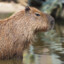 Capybara