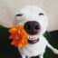 dogwithflower