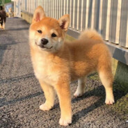 黑是黑丶有性格