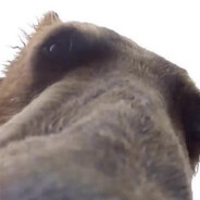 pov u are fish or berry