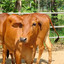 Bò Tuôi