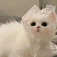 不礼猫