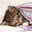 princess_kitten2008