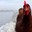 thatchickenyouknow