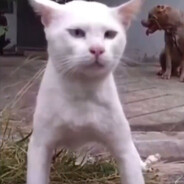 Pitbull