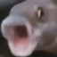 Professional_Rat