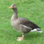 Goose