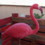 Flamingo&#039;s