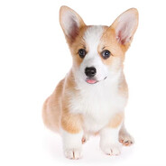 Corgi