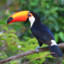 toucan