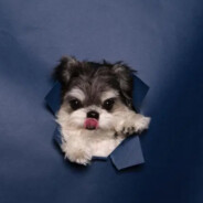 马王我要骑你了