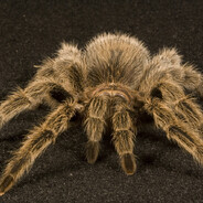 Tarantula
