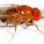 Drosophila Suzukii