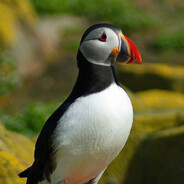 profile