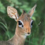 Dik-dik