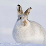 Lepus Timidus avatar