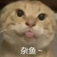 ねこ