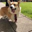 ILOVECORGIS