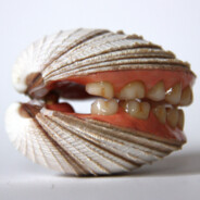 Clam Teeth