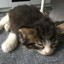 v #meow