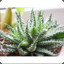 plantsarecool