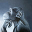 Chimpancéstein