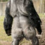 APE