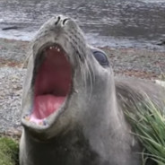 ExoticSeal