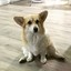 Corginator