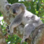 zen_koala_7