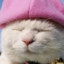 beanie cat