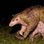 pangolin