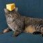 cheeze cat