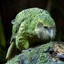 Kakapo