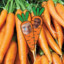 LuckyCarrot