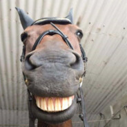 Suck_Horse