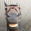 Suck_Horse