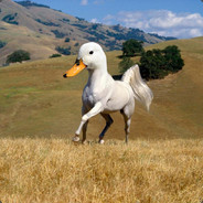 Duck on Quack
