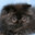 batchat