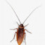 cucaracha