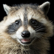 Raccoon Tax-Fraud