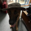 Dog with a Boonie hat