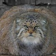 Kot_Сибирский