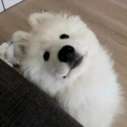 有点憨的小屁孩